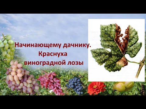 Видео: @Начинающему дачнику  Краснуха виноградной лозы