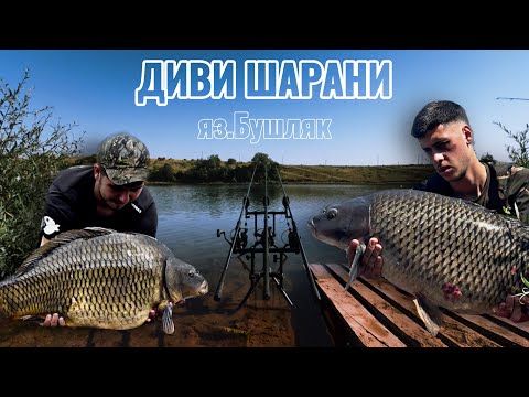 Видео: В търсене на дивите шарани на яз.Бушляк