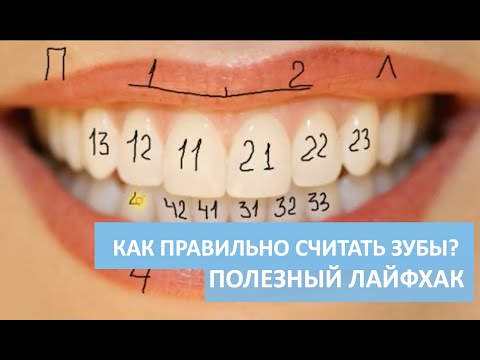 Видео: Урок 4.  Как ПРАВИЛЬНО считать зубы? Полезный лайфхак от стоматолога для каждого человека