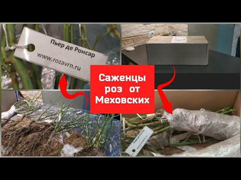 Видео: Саженцы роз от Меховских.