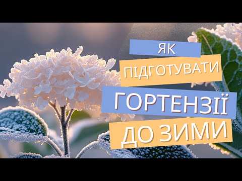 Видео: Як підготувати гортензії до зими