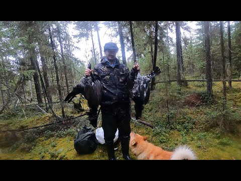 Видео: Погода ненастная - охота прекрасная. За глухарём в октябре.