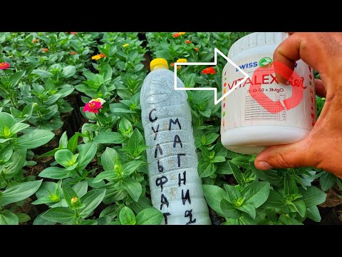 Видео: Сульфат Магния - ЛУЧШАЯ МАГНИЕВАЯ УДОБРЕНИЯ ДЛЯ ЦВЕТОВ. Как? Когда? Для Чего? С Чем использовать?