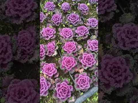 Видео: Гуляем по Конаклы. Аланья. Турция