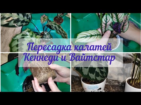 Видео: Пересадим калатеи #Кеннеди и Вайтстар#поболтаем