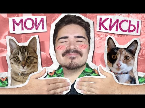 Видео: Спасали котиков в Армении 🐈