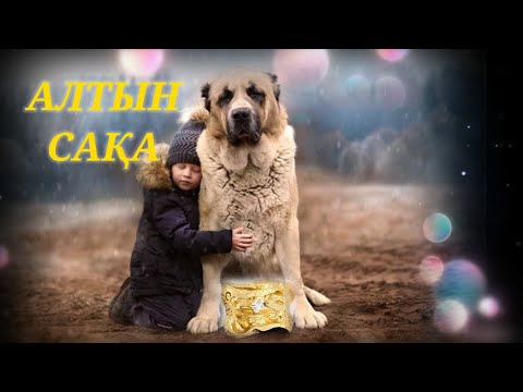 Видео: АЛТЫН САҚА ЕРТЕГІСІ | ҚАЗАҚША ЕРТЕГІЛЕР