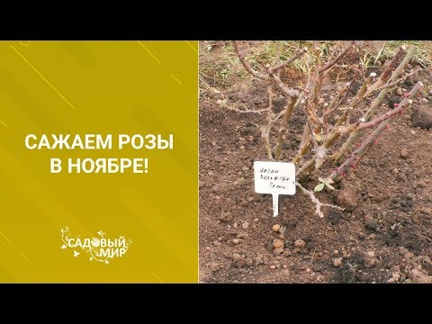 Видео: Сажаем розы в ноябре!