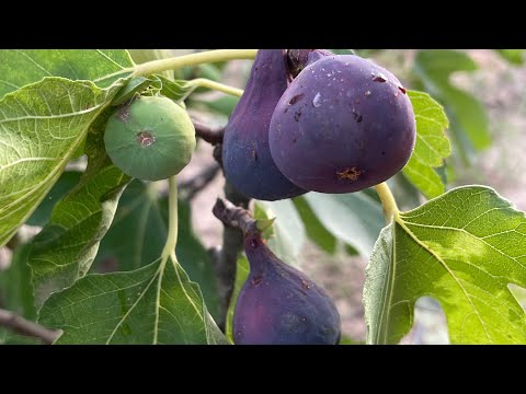 Видео: Смокините в градината