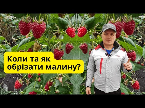 Видео: Найкращі способи обрізки малини восени- врожаєм завжди задоволені!