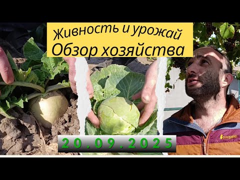 Видео: Показываем уток, кур и кроликов с урожаем!