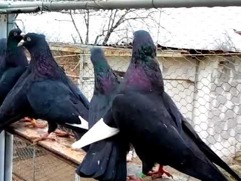 Видео: Пазарджишки Високолетци-Георги Гърков