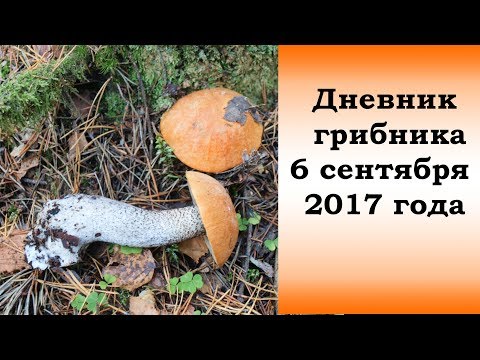Видео: Дневник грибника 6 сентября 2017 года.