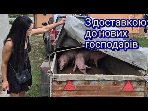 Видео: Поросята на розхват! Проблеми з кроликами та курочками!