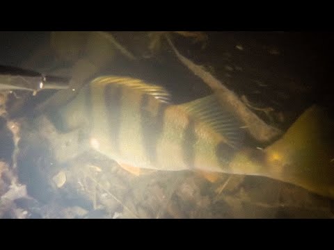 Видео: Охота в конце февраля. Получил много разных эмоций. Рыба есть.