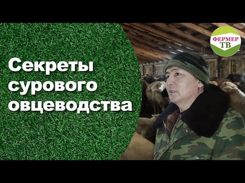 Видео: Секреты  сурового овцеводства