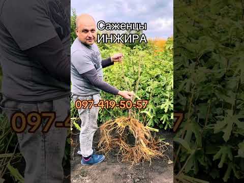 Видео: Саженцы инжира . Обрезка инжира при посадке . 