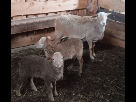 Видео: Катумские овцы. 3 марта 2024 год