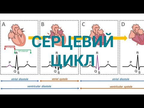 Видео: Серцевий цикл