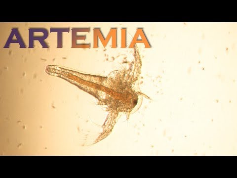 Видео: Чем кормить мальков. Часть 3 - Артемия.