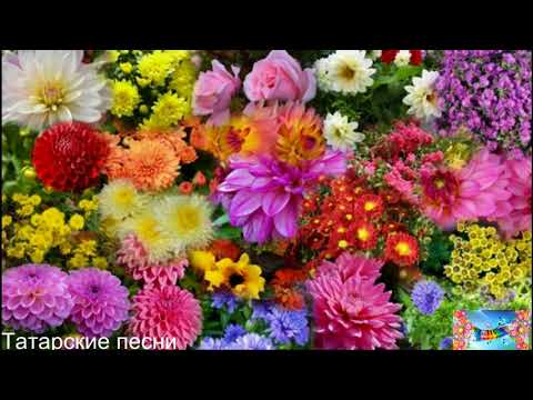 Видео: Татарские песни 23