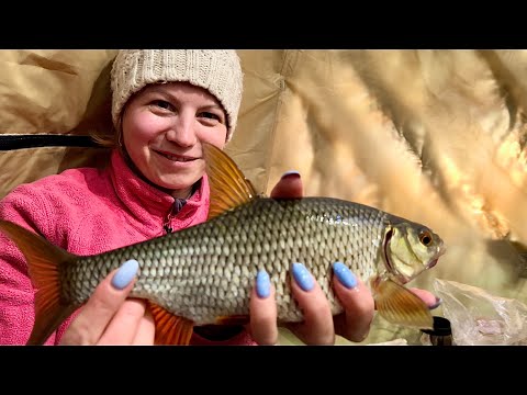 Видео: ДИКИЙ КЛЁВ