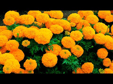Видео: ОБЯЗАТЕЛЬНО ПОСЕЙТЕ БАРХАТЦЫ ЭТИМ СПОСОБОМ! БУКЕТНЫЙ СПОСОБ ПОСЕВА!