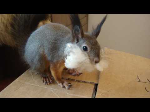 Видео: Дакси строит гнездо