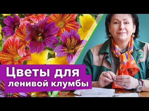 Видео: ТАКОЙ КРАСИВОЙ КЛУМБЫ БОЛЬШЕ НЕ БУДЕТ НИ У КОГО! Посейте эти неприхотливые цветы сразу в грунт в мае