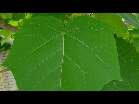 Видео: Павловния из корешка. Полный цикл с результатом.