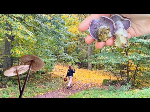 Видео: Цікаві осінні гриби. Пахучі і різнобарвні