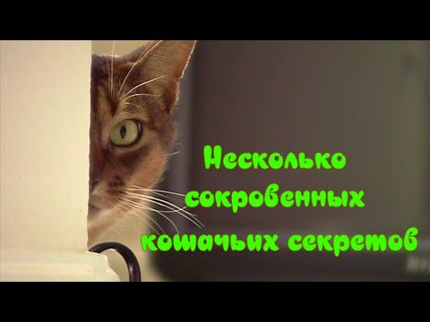 Видео: Несколько сокровенных кошачьих секретов, о которых вы могли и не знать  A few cat secrets