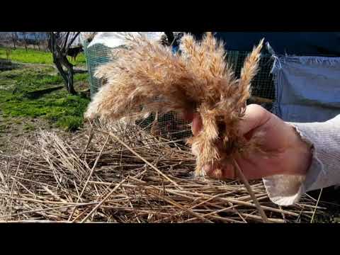 Видео: Маты из камыша 1 часть// Подушка от геморроя// mats made of reeds नरकट से बने मैट