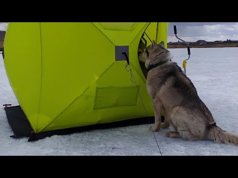Видео: Большое Озеро Парное. Апрель 2022. Зимняя рыбалка!!