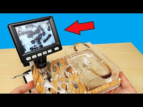 Видео: Мои муравьи под Микроскопом! Теперь мне ЭТО приснится! Микроскоп из Китая, Посылка, Распаковка