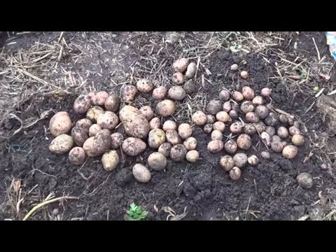Видео: Выращивание картофеля под соломой - эксперимент
