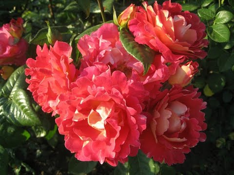 Видео: Пересадка роз ЗКС из горшков. Питомник роз Полины Козловой, rozarium.biz