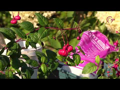 Видео: Удачный сезон. Черенкование фуксий