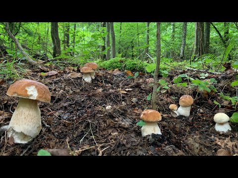 Видео: МОЩНАЯ ВОЛНА БЕЛЫХ ГРИБОВ В БЕЛАРУСИ!!!