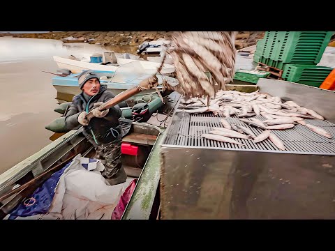 Видео: Щедрый Гыдан. Юрибейская ряпушка. Часть 2 | С полем!