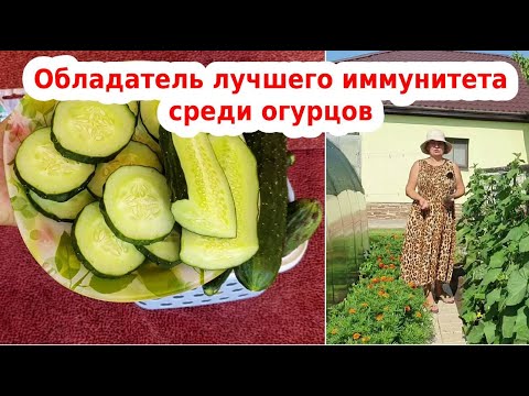Видео: Сорт огурца китайский "Болезнеустойчивый" обладатель лучшего иммунитета среди огурцов