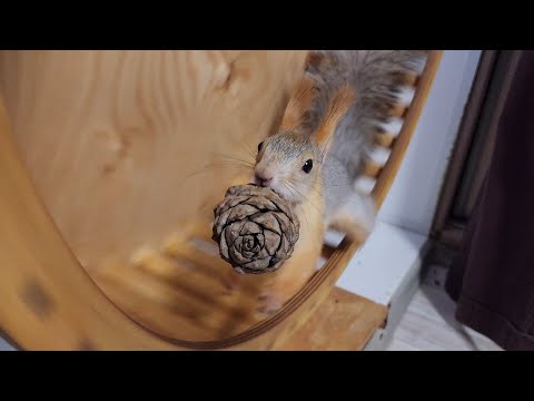 Видео: Белка Молли с большим орехом, как из Ледникового периода... 🤣 Molly the squirrel from Ice Age.