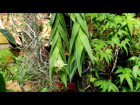 Видео: Epidendrum vesicatum. Перше квіткування орхідеї.  дуже чудова рослина.