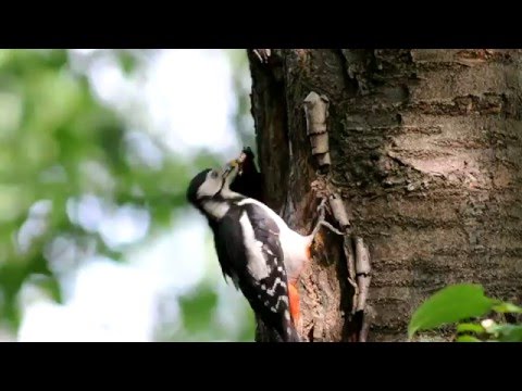 Видео: Дя́тел вели́кий строка́тий, самец та самиця годують малят, пташенят.