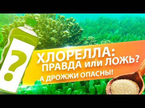 Видео: ОТВЕТЫ НА ВОПРОСЫ. ДРОЖЖИ НА ОГОРОДЕ , ФИТОФТОРА ТОМАТОВ, ПРИМЕНЕНИЕ ХЛОРЕЛЛЫ и УДАЛЕНИЕ ЛИСТЬЕВ