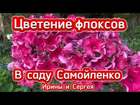 Видео: Цветение флоксов в саду Самойленко Ирины и Сергея (часть 1-я)