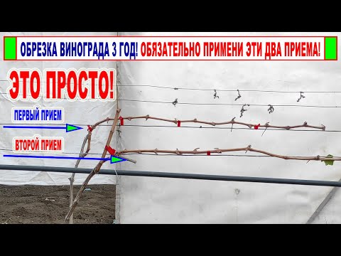 Видео: 🍇 Обрезка винограда 3 год. Эти ДВА ПРИЕМА помогут ОБРЕЗАТЬ и ФОРМИРОВАТЬ любой куст.