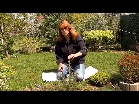 Видео: Формирование кроны сосны (ч.1).