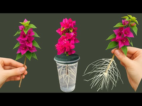 Видео: Самый быстрый способ размножить бугенвиллею — замочить ее в воде. Результат — 100%.