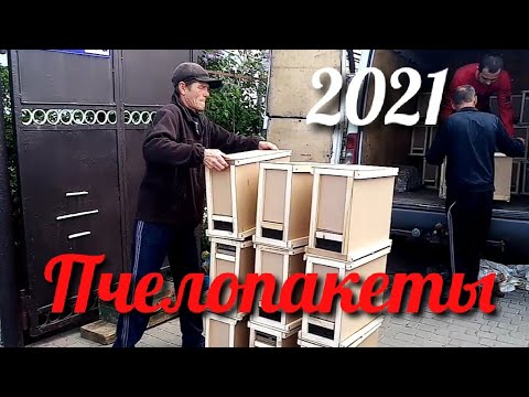 Видео: Пчелопакеты 2021. Покупка. Как пересадить пчелопакет в улик.